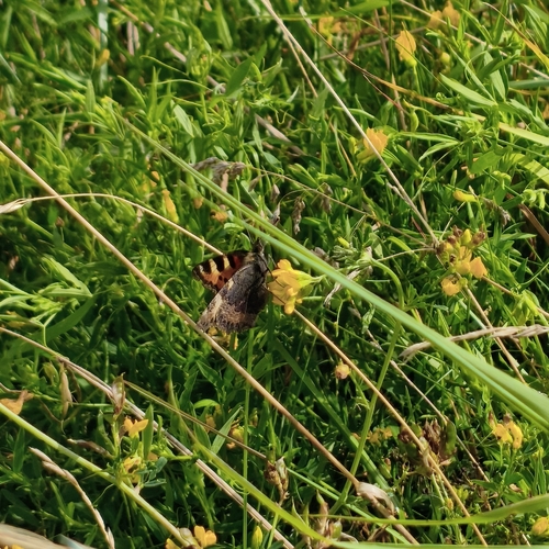 Small Tortoiseshell