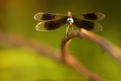 Erythrodiplax attenuata