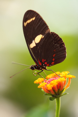 Heliconius sara