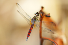 Erythrodiplax kimminsi