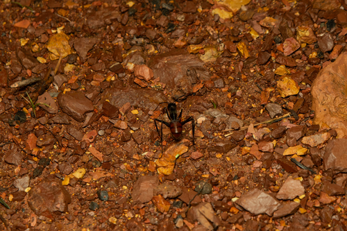 Dinomyrmex gigas gigas