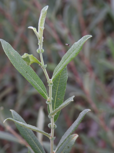 Salix salviifolia, photograph 1