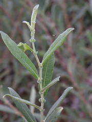 (c) Duarte Frade, some rights reserved (CC BY) Salix salviifolia, photograph (c) Duarte Frade, some rights reserved (CC BY)