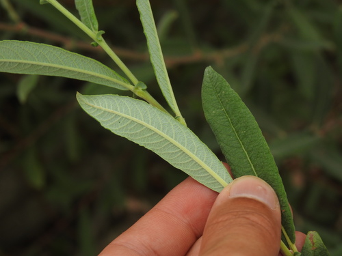 Salix salviifolia, photograph 2