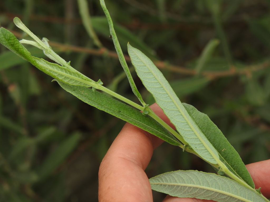 Salix salviifolia; photograph (c) Duarte Frade, some rights reserved (CC BY)