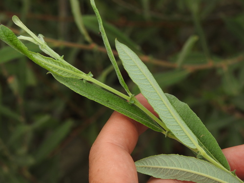 Salix salviifolia