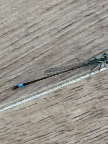 Blue-tailed Damselfly
