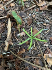 Ranunculus auricomus