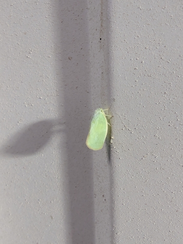Ormenoides venusta