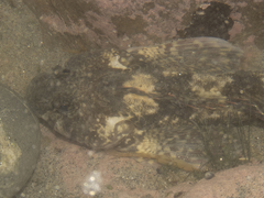 Blennodon dorsalis