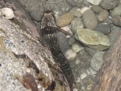 Ruanoho decemdigitatus