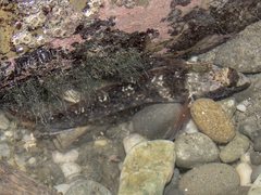 Ruanoho decemdigitatus