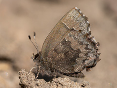 Ahlbergia frivaldszkyi