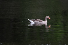 Anser anser