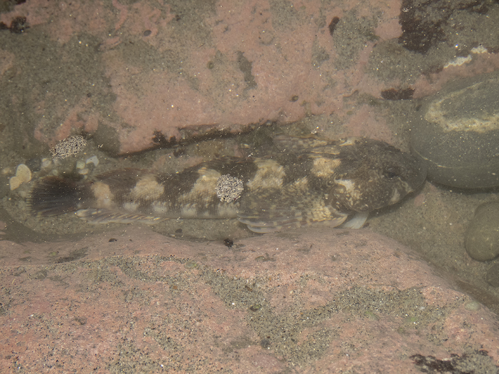 Giant triplefin