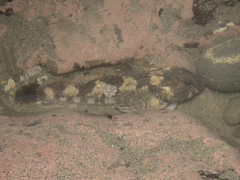 Blennodon dorsalis