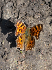 Polygonia c-album