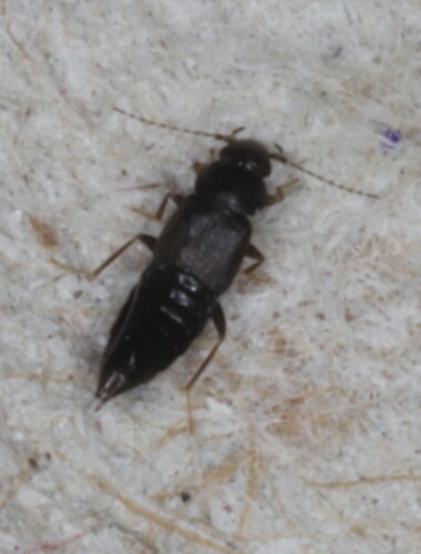 Staph beetle