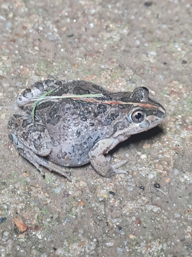Spotted Marsh Frog