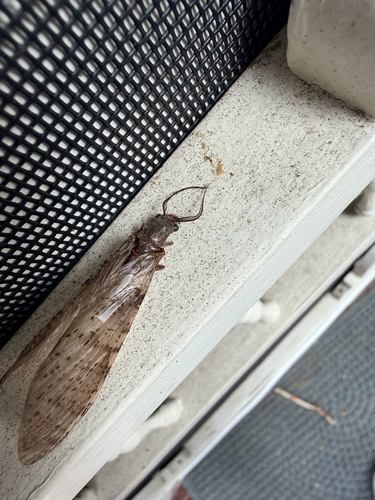 Summer Fishfly