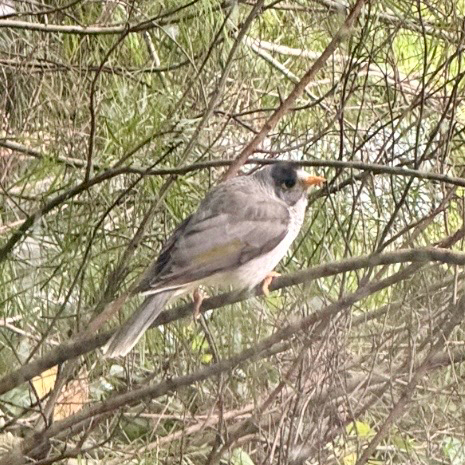 Noisy Miner