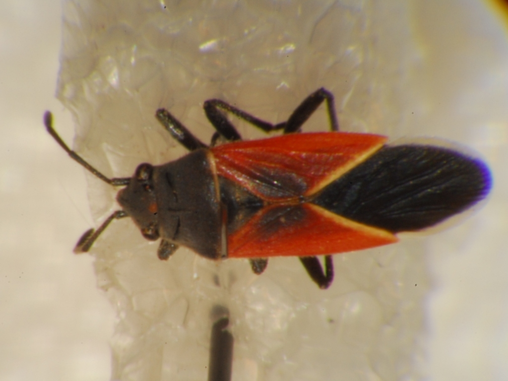 Melanopleurus pyrrhopterus melanopleurus