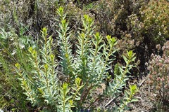 Euphorbia nicaeensis