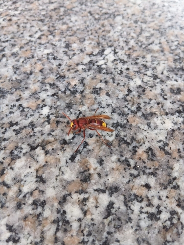 Oriental Hornet
