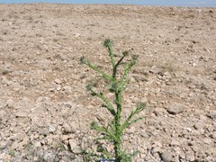 Onopordum corymbosum