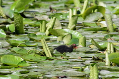 Fulica atra