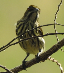 Dicaeum chrysorrheum