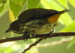 Dicaeum chrysorrheum