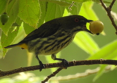 Dicaeum chrysorrheum