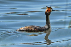 Podiceps cristatus