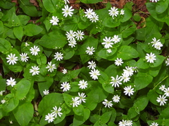 Stellaria nemorum