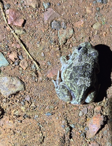 Desert Trilling Frog