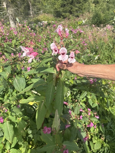 Himalayan balsam