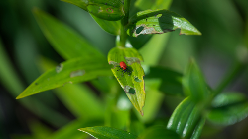 Lily Leaf Beetle