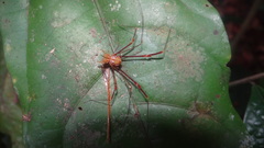 Eutimesius simoni