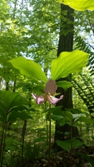 Trillium catesbaei