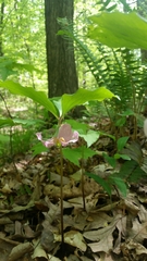 Trillium catesbaei