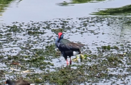 iNaturalist image