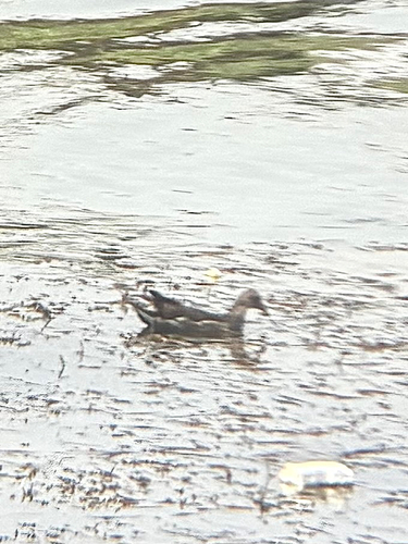 Eurasian Moorhen