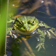 Pelophylax