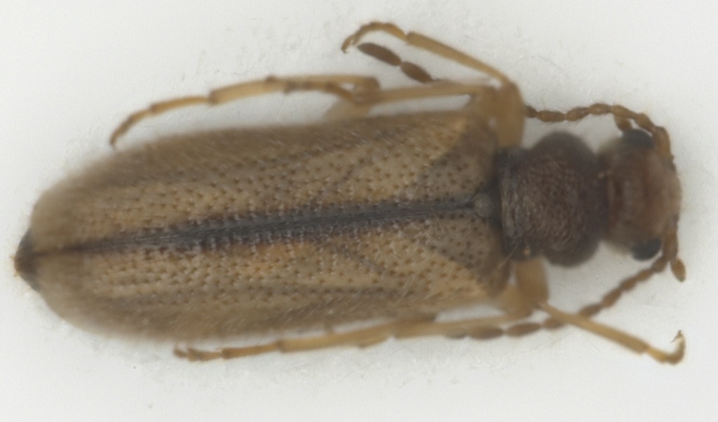 Copobaeninae