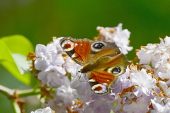 Aglais io
