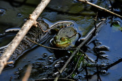 Pelophylax