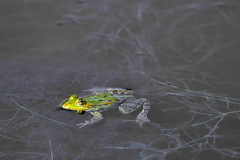 Pelophylax