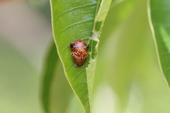 Asiophrida scaphoides