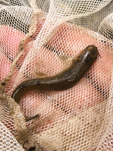 Flathead loach (Oreonectes platycephalus) — Nemacheilidae — 3